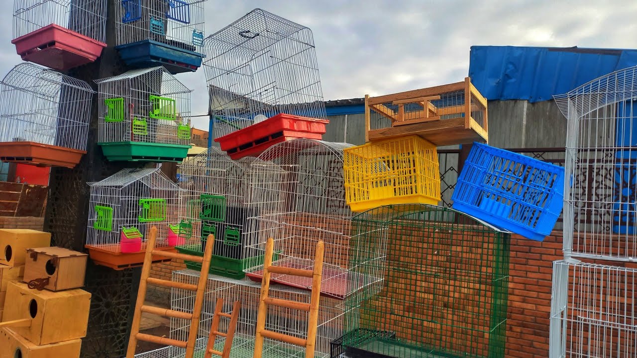 شوف الحاجة ام على بتعمل ايه في اكل العصافير⁉️وأسعار الاقفاص واكل العصافير والمستلزمات الأحد ١مارس💚⚘️