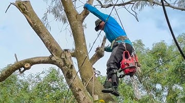 Cưa cây tràm bông vàng nghiêng vào nhà ,trùm lên dây điện . Cưa cây kỷ thuật cao