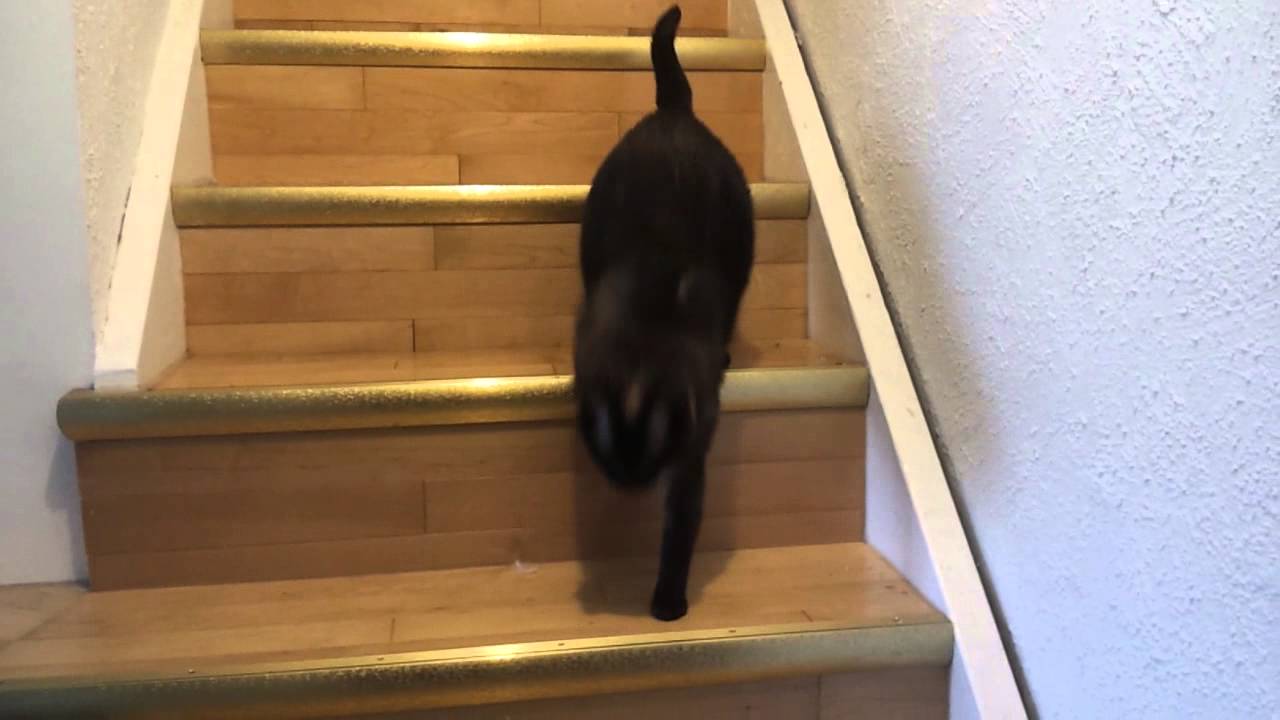 My cat when I come home YouTube
