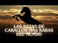 Las razas de caballos más raras del mundo