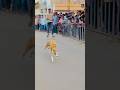 Kolhapur dog race 🚀😱 || kolhapur dog racing / dog race maharashtra || #shorts #arfyads