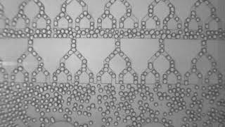 Massively parallel droplet splitting