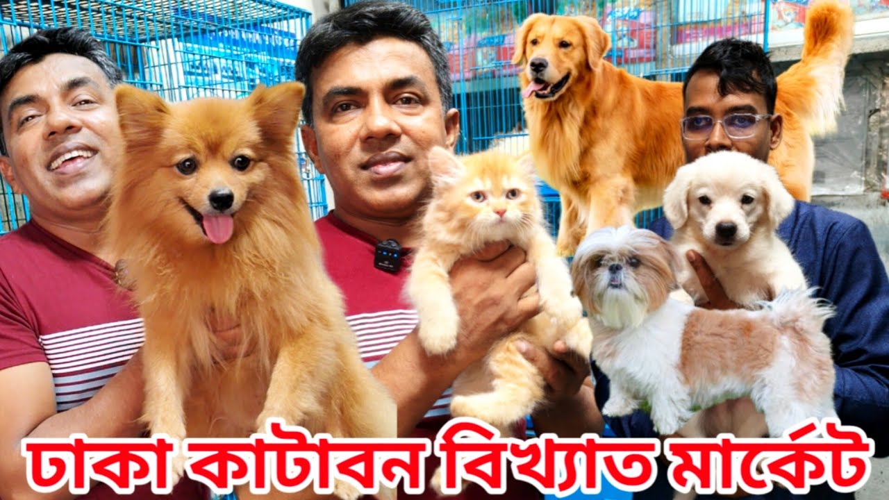 Katabon Animal market in Bangladesh | Dog Price in Bangladesh | Persian Cat price in Bangladesh |Cat