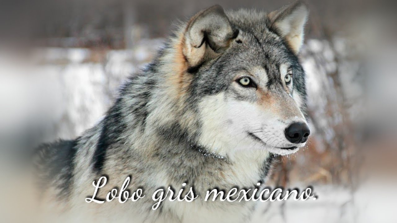 Wolf. Серый волк canis Lupus. Сибирский волк. Волк Сибирский анфас. Волк Канис Люпус глаза.