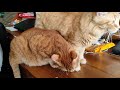 Ginger cats eat sunflower seeds