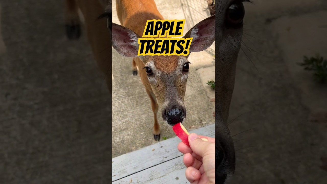 Treats for the momma deer during our heatwave! #cute #funny #wildlife