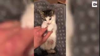 Adorable Kitten Rescued From Mall Trash Dumpster !!!