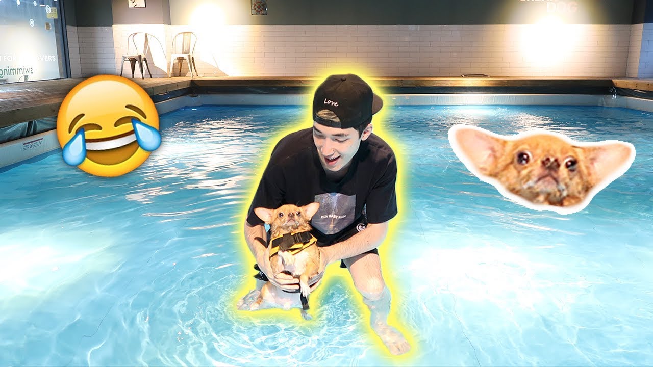 camera iphone 8 plus apk I TOOK MY DOG SWIMMING FOR THE FIRST TIME!!