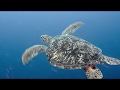 Maldive: Dhigurah Island - Dive with a whale shark