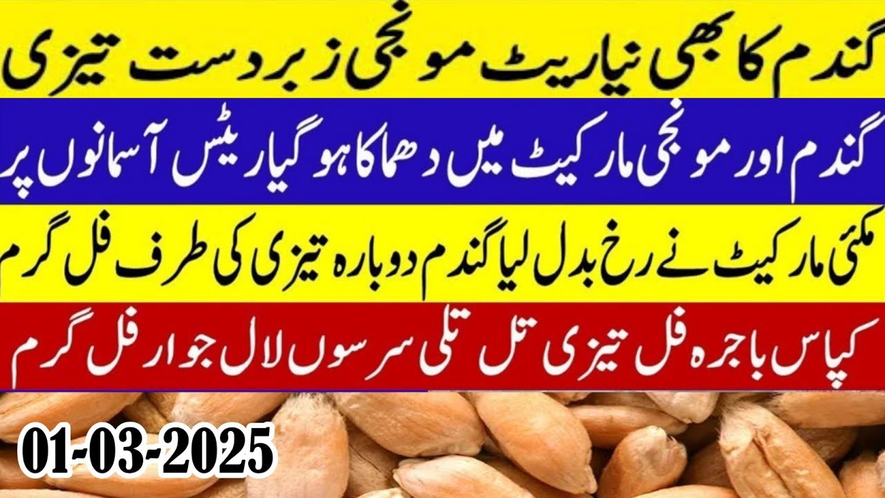 New Munji rates today 2025/wheat price today/wheat Future price/gala ...