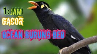 Masteran suara ocean burung beo,Untuk beo malas kicau