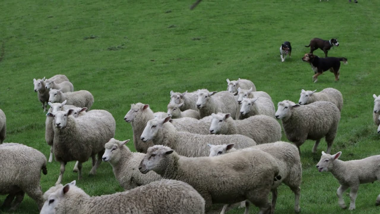 Relaxing Music, Animals, Stress Relief, Reduce Anxiety