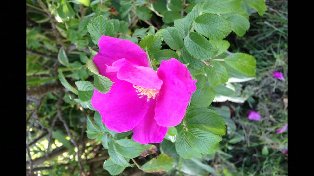 Edward MacDowell's To a Wild Rose MLloyd2014 Edward MacDowell's To a Wild Rose MLloyd2014