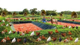 Genius Method for Successful Free-range Chicken Farming! I Built the Most Profitable Free-range Farm