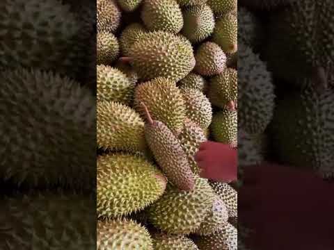 Asli Ngakak Durian Tampa Biji #shorts #kocak
