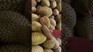 Asli Ngakak Durian Tampa Biji #shorts #kocak