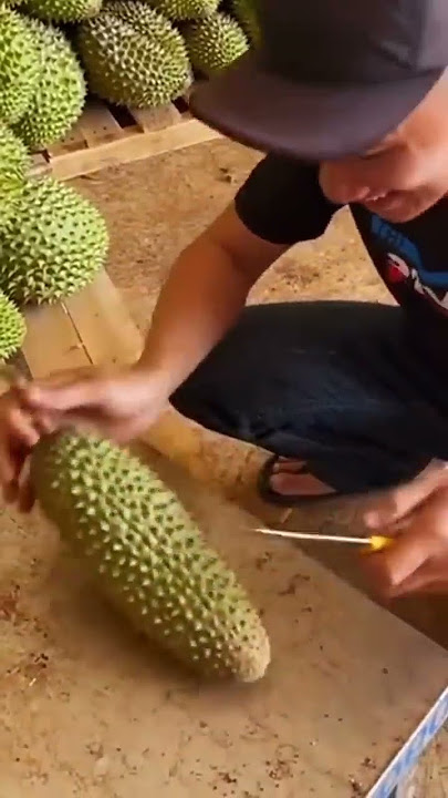 Asli Ngakak Durian Tampa Biji #shorts #kocak