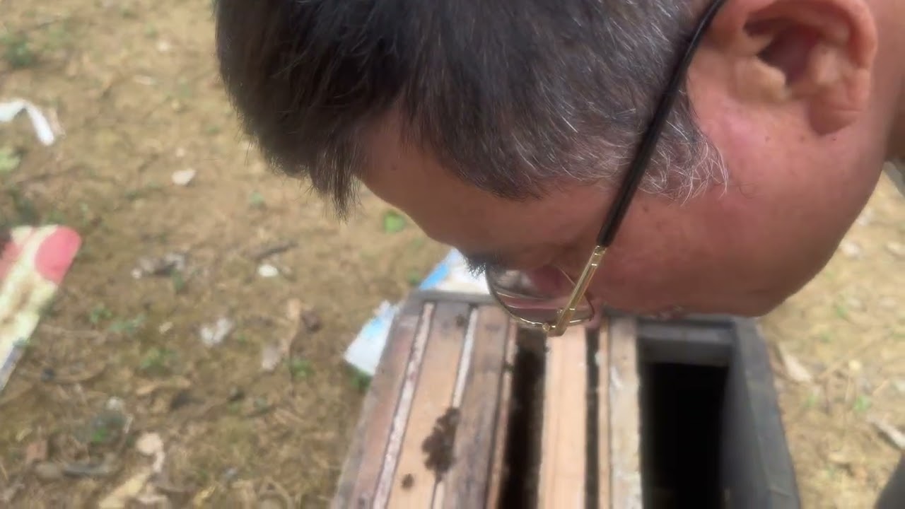 Mời các bạn vi hành Đến thǎm tham khảo trại ong bạn Tiến xã lạc thủy tỉnh phú Thọ 