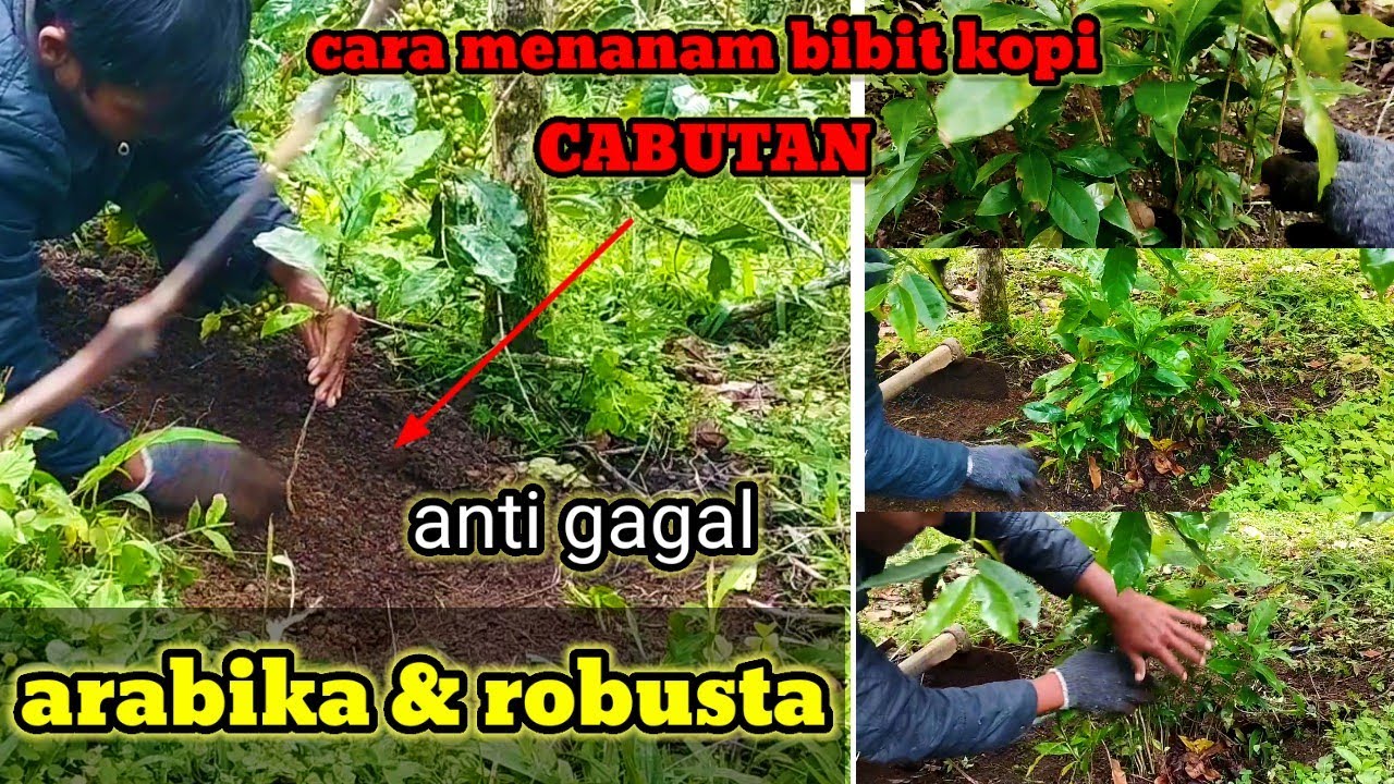 CARA MENANAM BIBIT KOPI CABUTAN COCOK UNTUK PETANI KOPI ARABIKA & ROBUSTA 