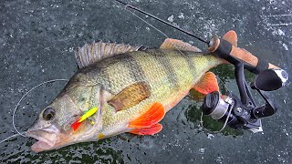How to Catch Perch in Winter! Ice Fishing for Perch: Tips, Tricks, and Techniques!