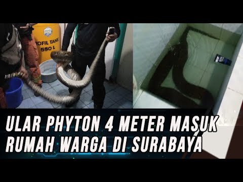 Ular Phyton Jatuh dari Plavon dan Masuk Bak  Mandi  Rumah di  