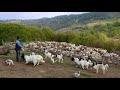 27 de câini și peste 500 de oi ale d-lui Ion Ciocotiș | Câine care dă oile la strungă - video 2020