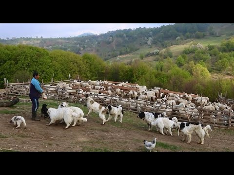 Video: Este Nucșoară Sigură Pentru Câini?