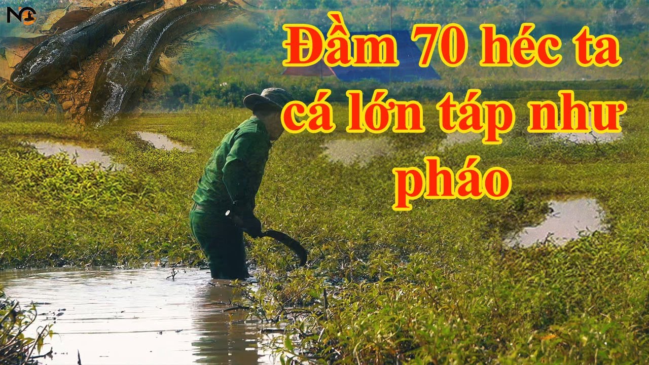 Đầm 70 héc ta cá lớn táp như pháo| The 70-hectare lagoon has big fish that snap like firecrackers