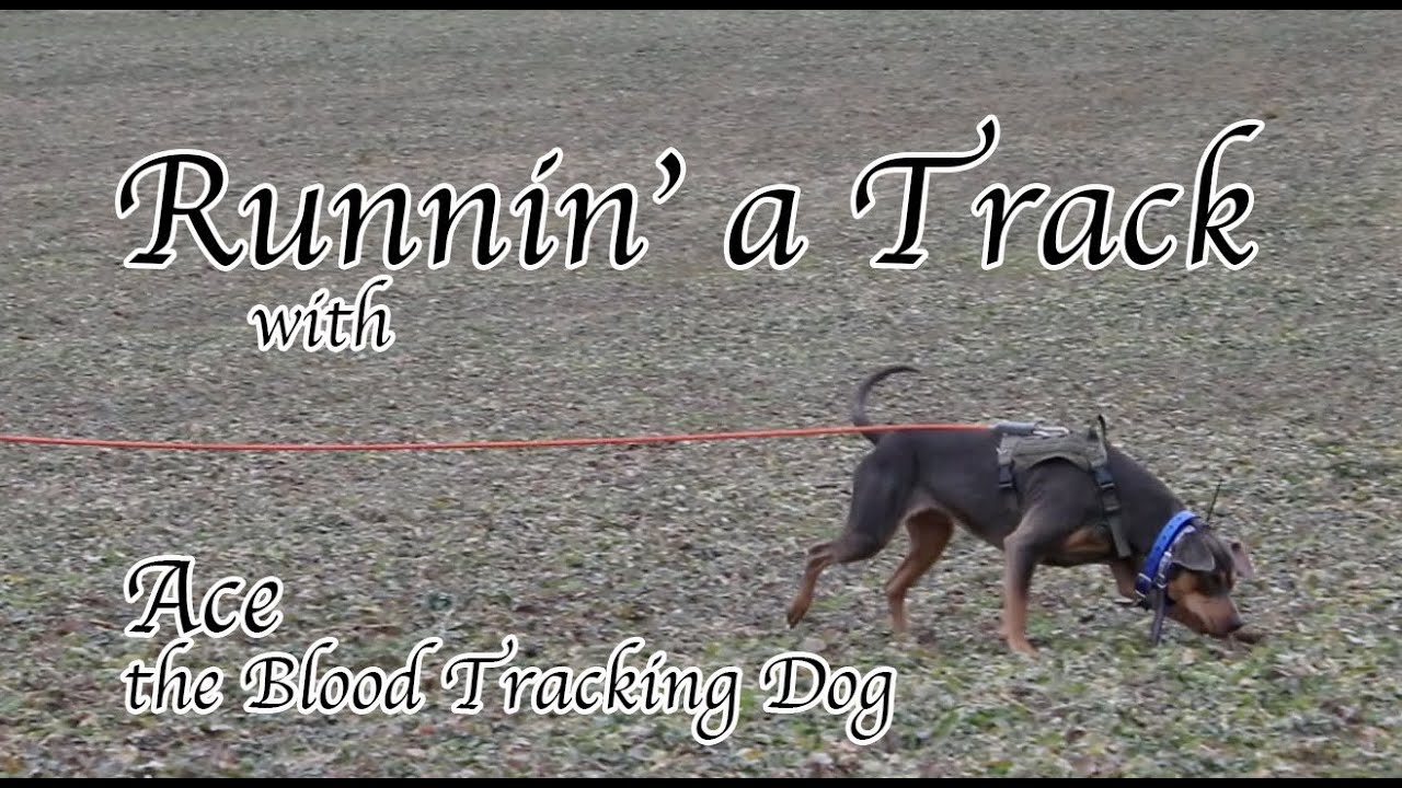 Ace the Blood Tracking Dog Running a Track YouTube