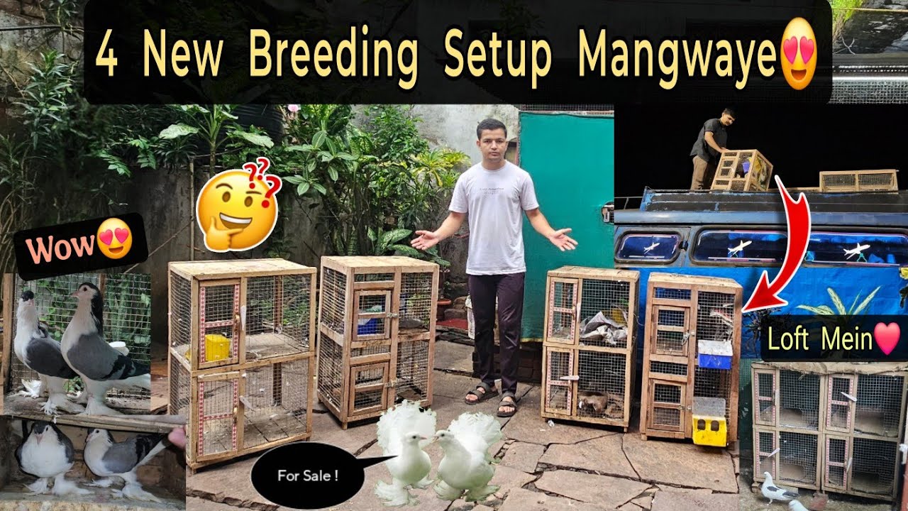 Breeding And Escalating Setup Reference: कब तर क नय घर Kabutaron Ke Liye New Breeding