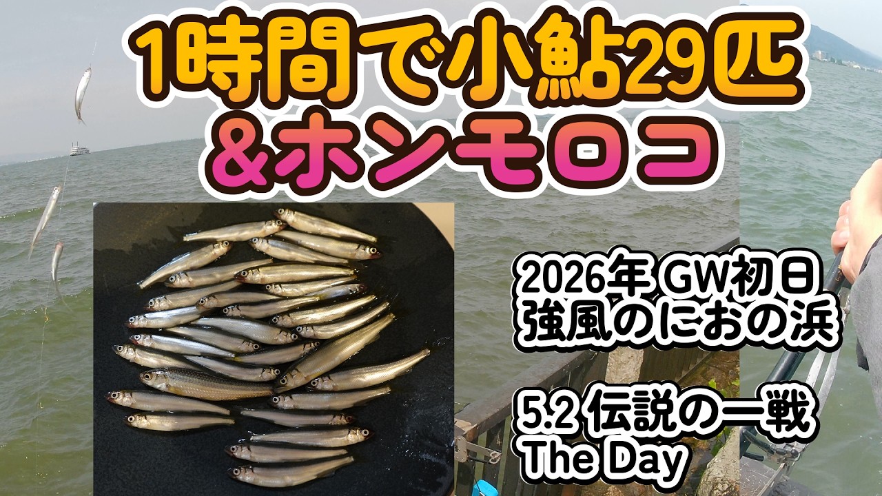 GW初日・PPV前の1時間勝負。におの浜で小鮎29匹＆ホンモロコ【小鮎釣り