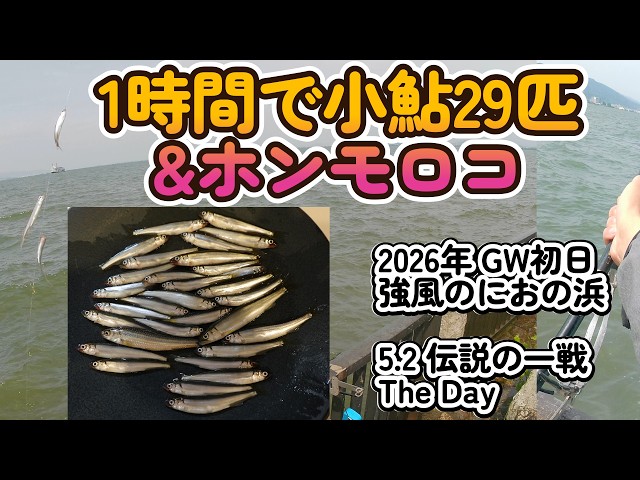 GW初日・PPV前の1時間勝負。におの浜で小鮎29匹＆ホンモロコ【小鮎釣り