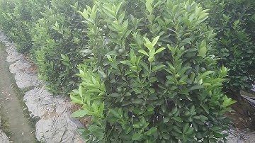 Bán buôn cây Quất tháp, quất lùm tết 2020, giá 400K - 097 797 3535