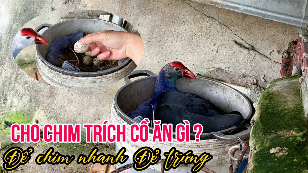 Cho chim Trích Cồ ăn gì đề để chim nhanh đẻ trứng?