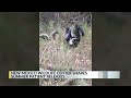New Mexico Wildlife Center shares summer patient releases
