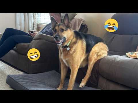 You Will Die Laughing At These Dogs 🐶 Best Animal Video Compilation You Can’t Miss 🤣 #125