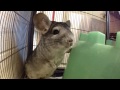 Chinchillas  Rock