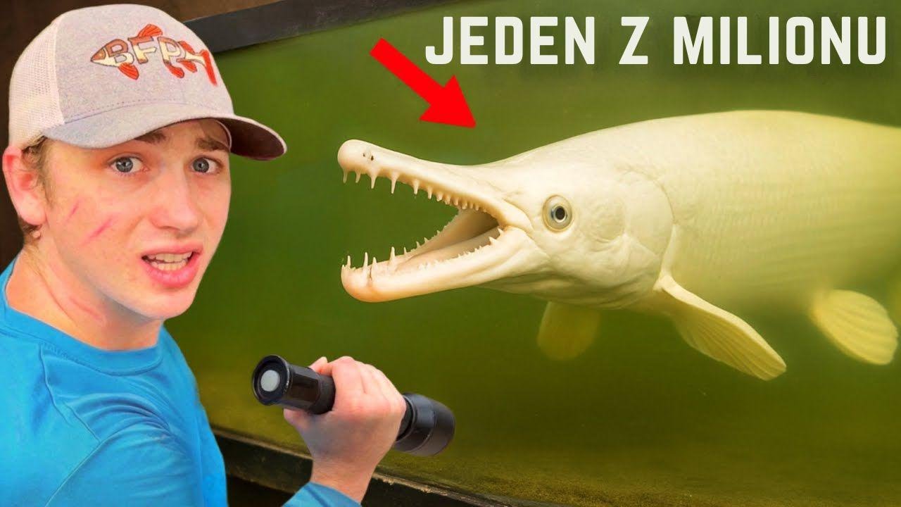 Koupil jsem nejvzácnější rybu na světě!