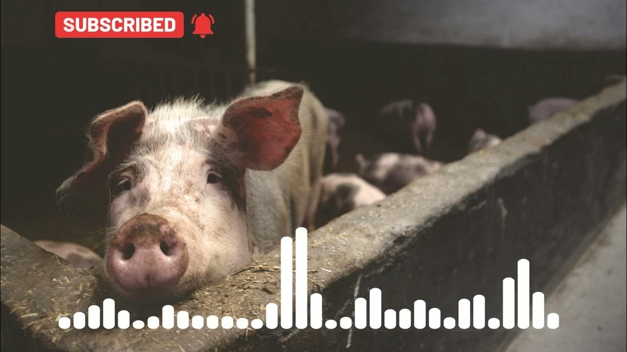 Pig Eating Sound Effects Grabing Food Pig Grunting Learn The Sound A roblox-eating-sound-effect-nom-nom-nom-15-minute-loop-youtube