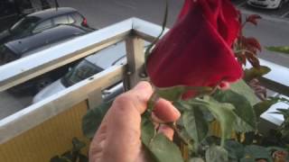 IMG 0712