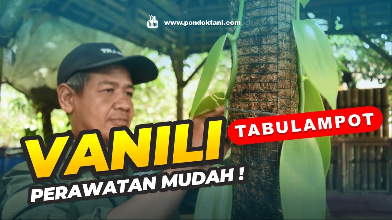 CARA MERAWAT VANILI DALAM POT 