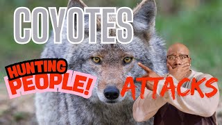 WATCH OUT!!! Coyotes Are hunting People
