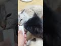 Cat's Snack time | Cat Treats | Himalayan | Persian #cats #cat #furbaby #furparents #petlovers #diy