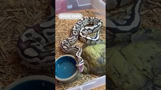 Famous SNAKE YAWN #ballpython #reptiles #snake #pets #animals #wildlife #shorts #fyp #viral Profile