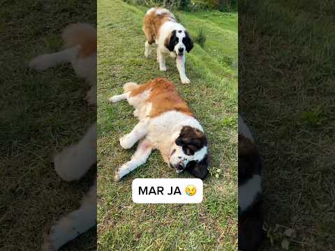 Sabse samajhdar saint Bernard 😎🫠#dogtraining #interview #smartdog #doglife