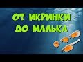 От икринки до малька