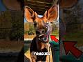 Weirdest Tongues in the Animal Kingdom! 🫣🤯 #animals #facts #shorts