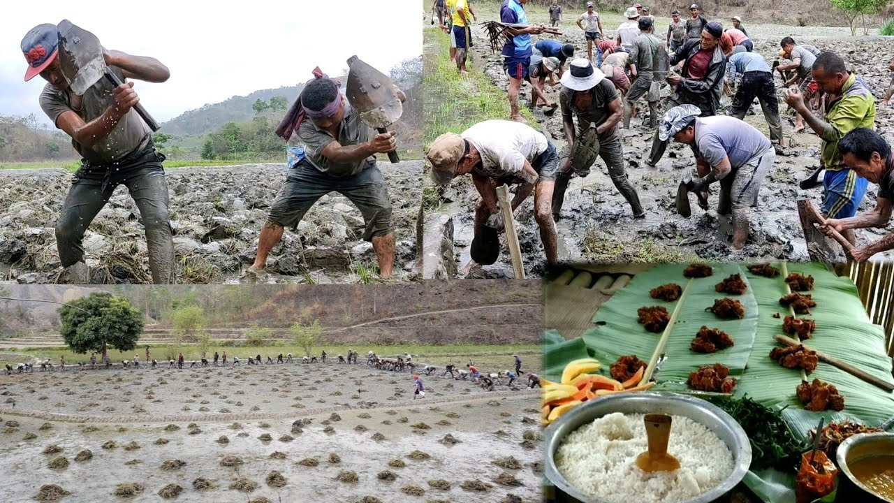 Village life in Nagaland, primitive skills to plough 80 hectares with melodies | Chakhesang Naga