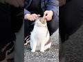 無限なでなで…♾️ Endless patting #島猫 #猫 #なでなで