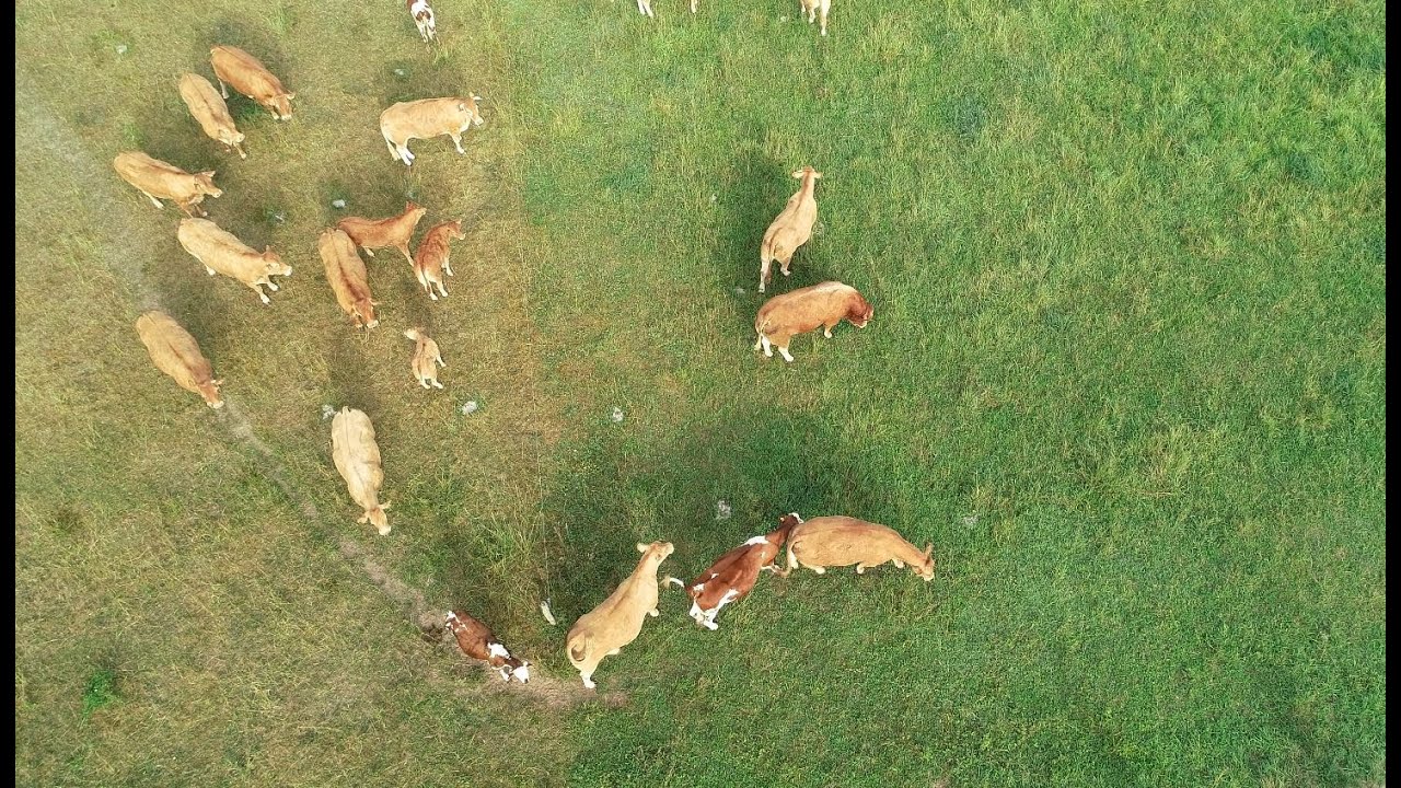 Pâturage Tournant Dynamique : Témoignage d'un éleveur